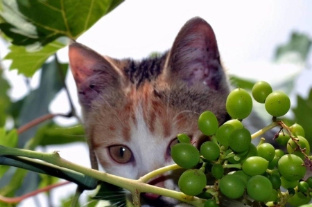 千万别给猫咪吃这几种食物，轻则生病，重则丧命