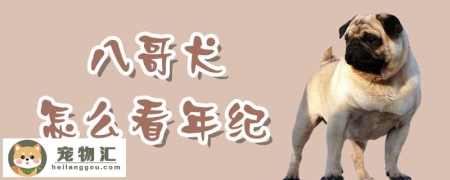 八哥犬怎么看年纪