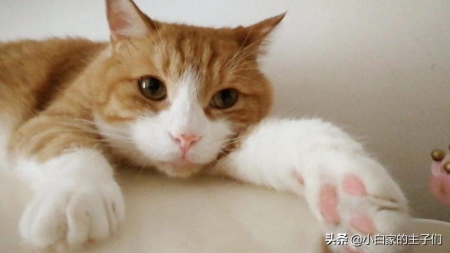 猫咪绝育前需要了解什么情况呢？猫咪绝育后需要注意的问题有哪些呢