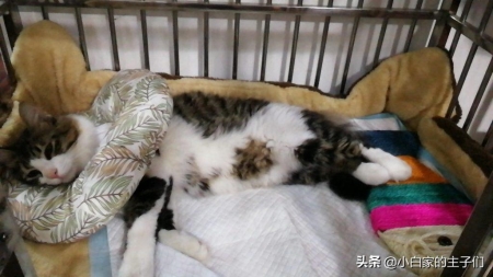 猫咪绝育前需要了解什么情况呢？猫咪绝育后需要注意的问题有哪些呢