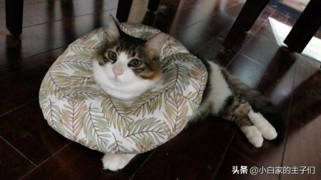 猫咪绝育前需要了解什么情况呢？猫咪绝育后需要注意的问题有哪些呢