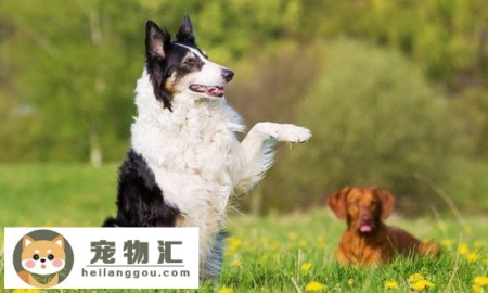 边境牧羊犬怎么看纯不纯 纯种边境牧羊犬特征介绍