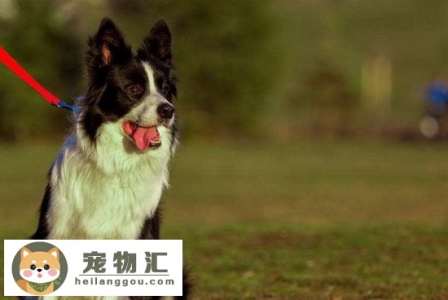 边境牧羊犬怎么看纯不纯 纯种边境牧羊犬特征介绍