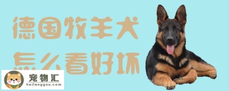 德国牧羊犬怎么看好坏