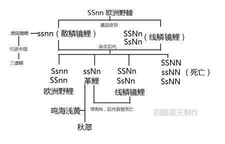 德国锦鲤的源流：秋翠、绯秋翠、黄秋翠、红辉黑龙、锦水（锦鲤秋翠如何区分好坏图解）