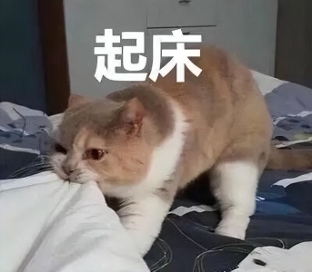 猫咪为什么要早上喊主人起床？把主人叫起来它想干嘛？