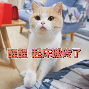 猫咪为什么要早上喊主人起床？把主人叫起来它想干嘛？