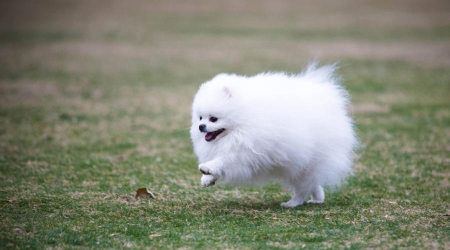 狗界长寿之星：五种寿命长的犬种，陪伴你更长久