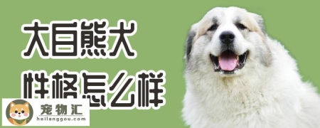 大白熊犬性格怎么样