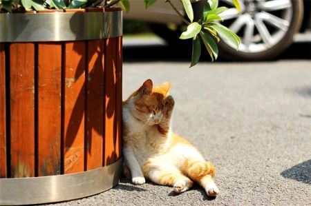 橘猫也会长不胖？黄狸橘猫并非易胖种类，它的花色与肥胖并无关系