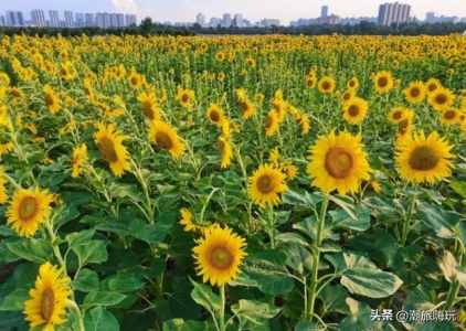 预报气温与人体感受有差距，气象预报的气温数据在说谎吗?