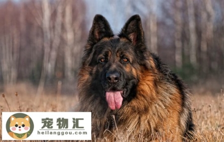 遇到狗咬人怎么办 保持和陌生犬类的距离比什么都有用