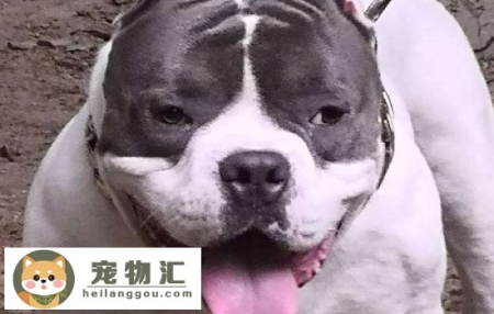 恶霸犬多少钱一只 普通、带血统、赛级的价格一览