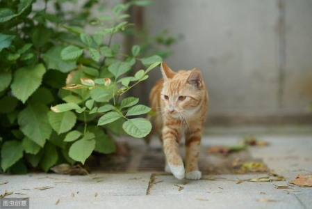 你知道猫咪在什么情况下需要吃益生菌吗？