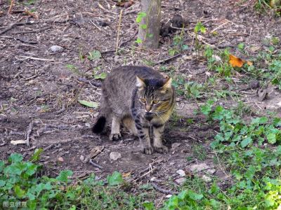 你知道猫咪在什么情况下需要吃益生菌吗？