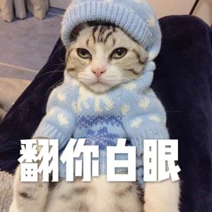 聪明的猫咪是怎么样的？猫咪有这些特征，是聪明的表现，你竟然还不知道