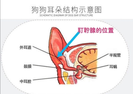 狗狗耳屎探秘：耵聍腺作用、形成过程及关联疾病治疗