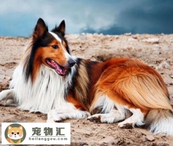 苏格兰牧羊犬性格好不好 苏格兰牧羊犬性格介绍