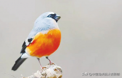 灰头灰雀，中国燕雀科鸟类，提供大家欣赏识别（灰头雀鹛百度）
