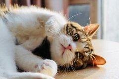 猫猫身上有跳蚤的原因有哪些？