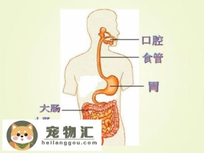 狗狗能吃水果蔬菜吗 这些东西对狗狗弊大于利