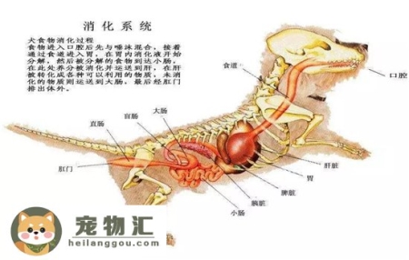 狗狗能吃水果蔬菜吗 这些东西对狗狗弊大于利