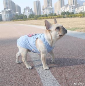 狗狗果冻状便便：肠胃问题的信号与处理建议