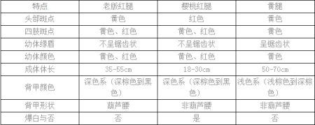 陆龟中最适合新手入坑的一种——红腿陆龟（红腿陆龟的饲养方法）