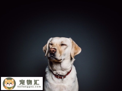 怎么辨别拉布拉多犬