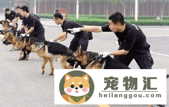 德牧幼犬什么时候可以训练（德牧幼犬几个月开始训练）