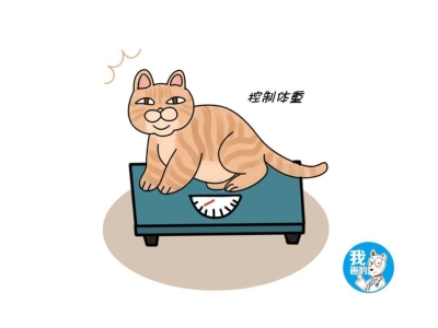 猫咪呼吸变得急促是怎么回事？当猫咪呼吸频率持续过高，可能是以下三种疾病