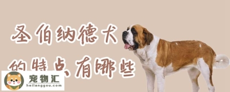 圣伯纳德犬的特点有哪些