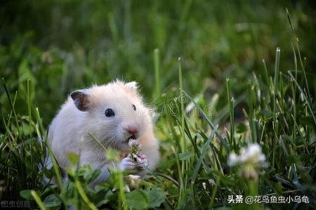 仓鼠吃什么？仓鼠饮食大全