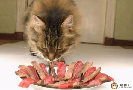 猫咪适合吃什么肉（可以给猫咪吃这几种肉）