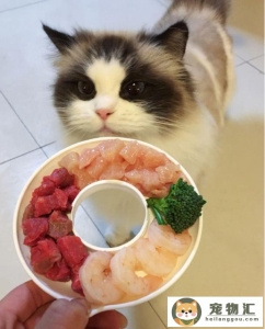 猫咪适合吃什么肉（可以给猫咪吃这几种肉）