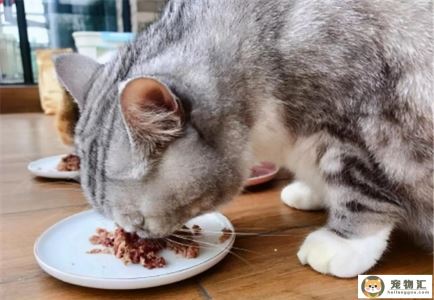 猫咪适合吃什么肉（可以给猫咪吃这几种肉）