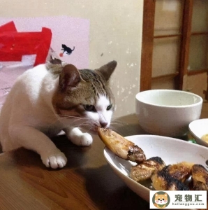 猫咪适合吃什么肉（可以给猫咪吃这几种肉）