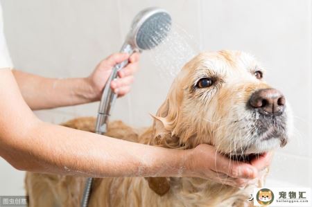 狗狗慢性湿疹怎么治疗（犬湿疹的诊治与预防）