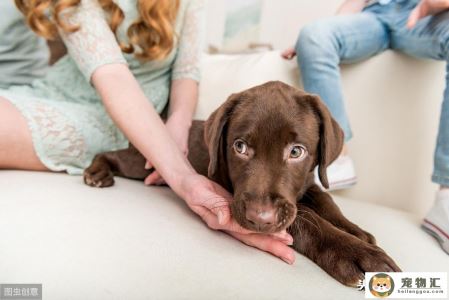 狗狗慢性湿疹怎么治疗（犬湿疹的诊治与预防）