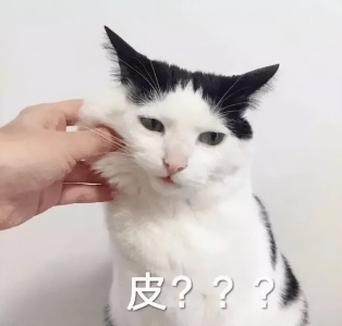 猫生短，仅有的6个时期，你家的猫咪现在多大了呢？