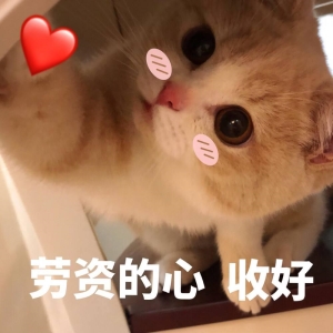 猫生短，仅有的6个时期，你家的猫咪现在多大了呢？