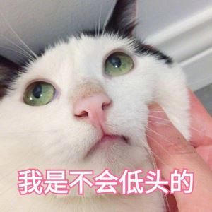 猫生短，仅有的6个时期，你家的猫咪现在多大了呢？