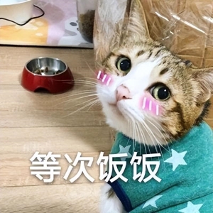 猫生短，仅有的6个时期，你家的猫咪现在多大了呢？