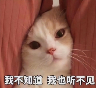 猫生短，仅有的6个时期，你家的猫咪现在多大了呢？