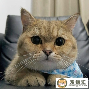 猫咪的脸怎么变胖（猫咪发腮的正确方法）