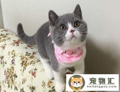 猫咪的脸怎么变胖（猫咪发腮的正确方法）