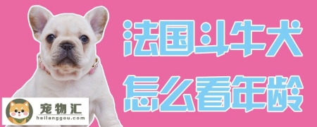 法国斗牛犬怎么看年龄