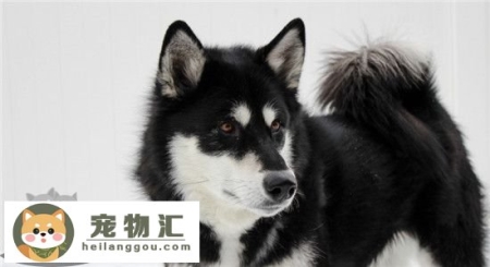 适合家庭饲养的大型犬有什么 这六种狗狗一定不会让你失望