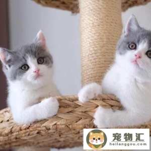 怎么消耗小猫精力（如何消耗猫咪过多的精力）