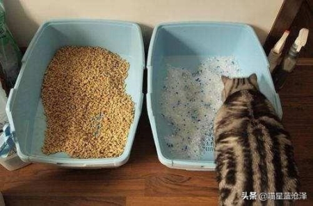 猫为什么要用猫砂？如何挑选一款合适的猫砂？教你如何挑选好猫砂